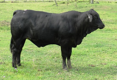 Elara Ophelia 684 at 15 months of age